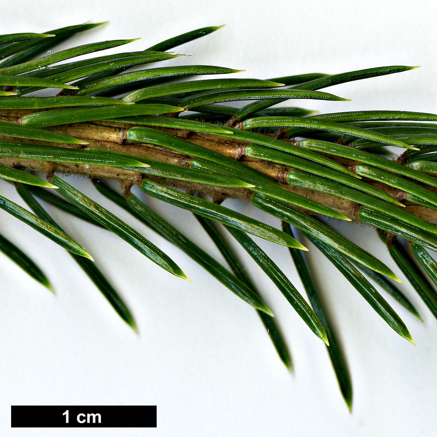 High resolution image: Family: Pinaceae - Genus: Picea - Taxon: koraiensis - SpeciesSub: var. pungsanensis High resolution image: Family: Pinaceae - Genus: Picea - Taxon: koraiensis - SpeciesSub: var. pungsanensis
